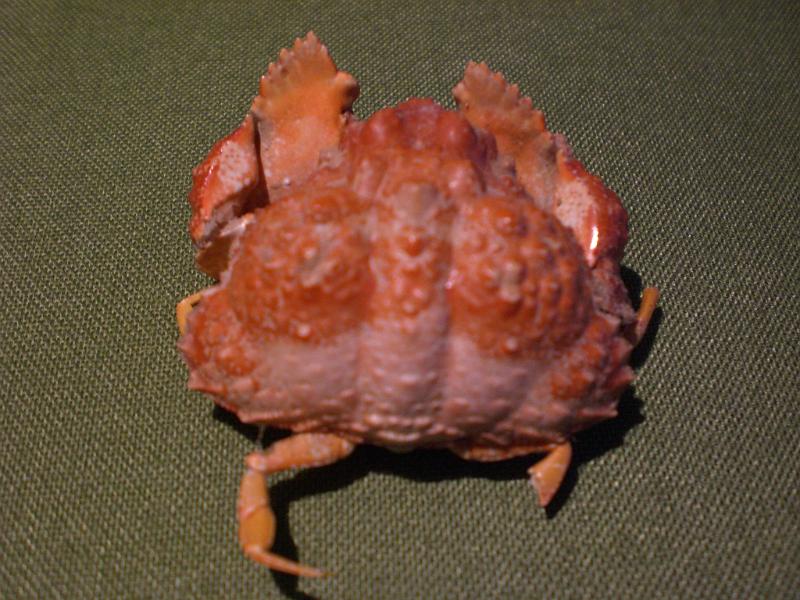 calappa pokipoki T.F.C. dorsal view 1.jpg